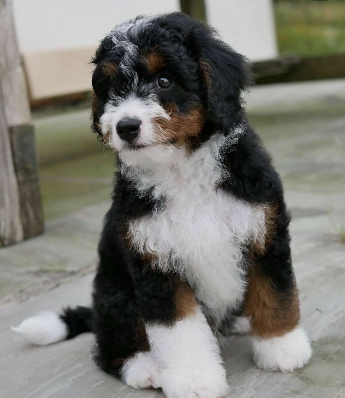 <span style="font-weight: bold;">Chloe&nbsp;</span>