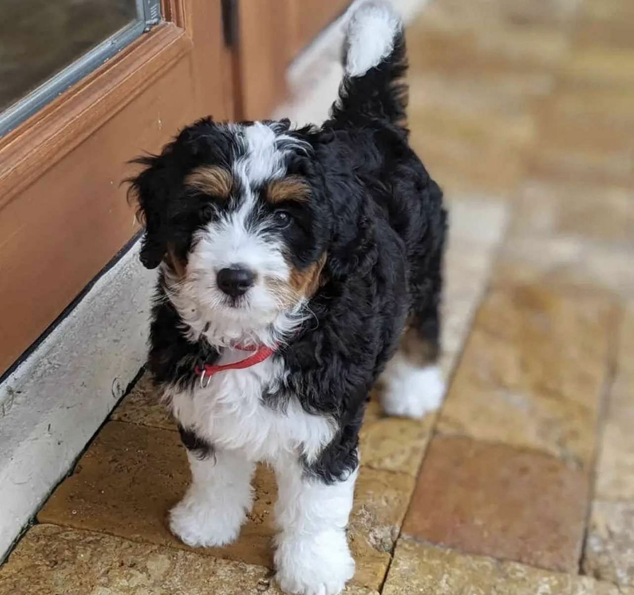 <span style="font-weight: bold;">Flavie</span>&nbsp;