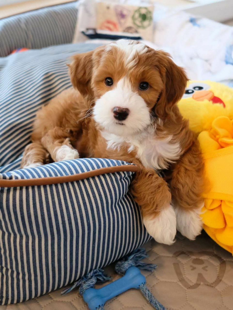 <span style="font-weight: bold;">Airplane</span>