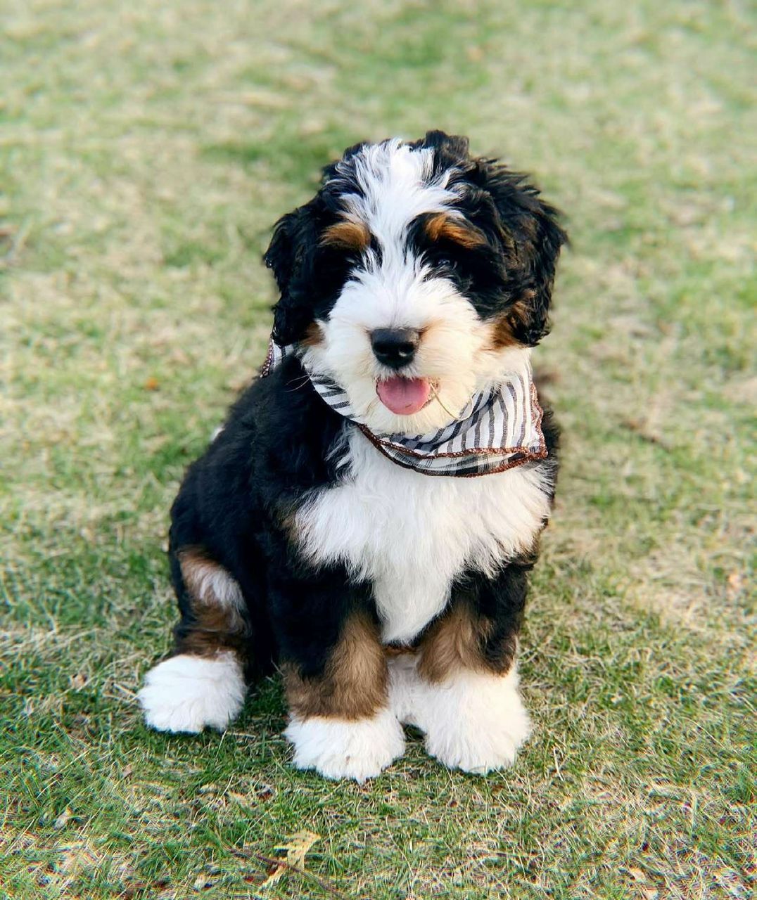 <span style="font-weight: bold;">Milo&nbsp;</span>